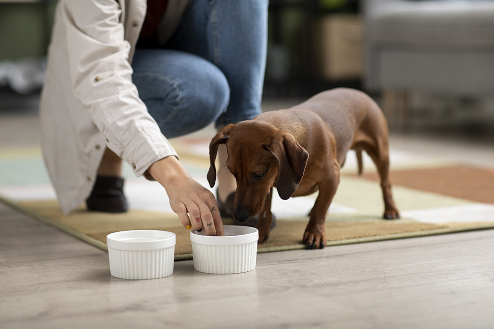 dog-main