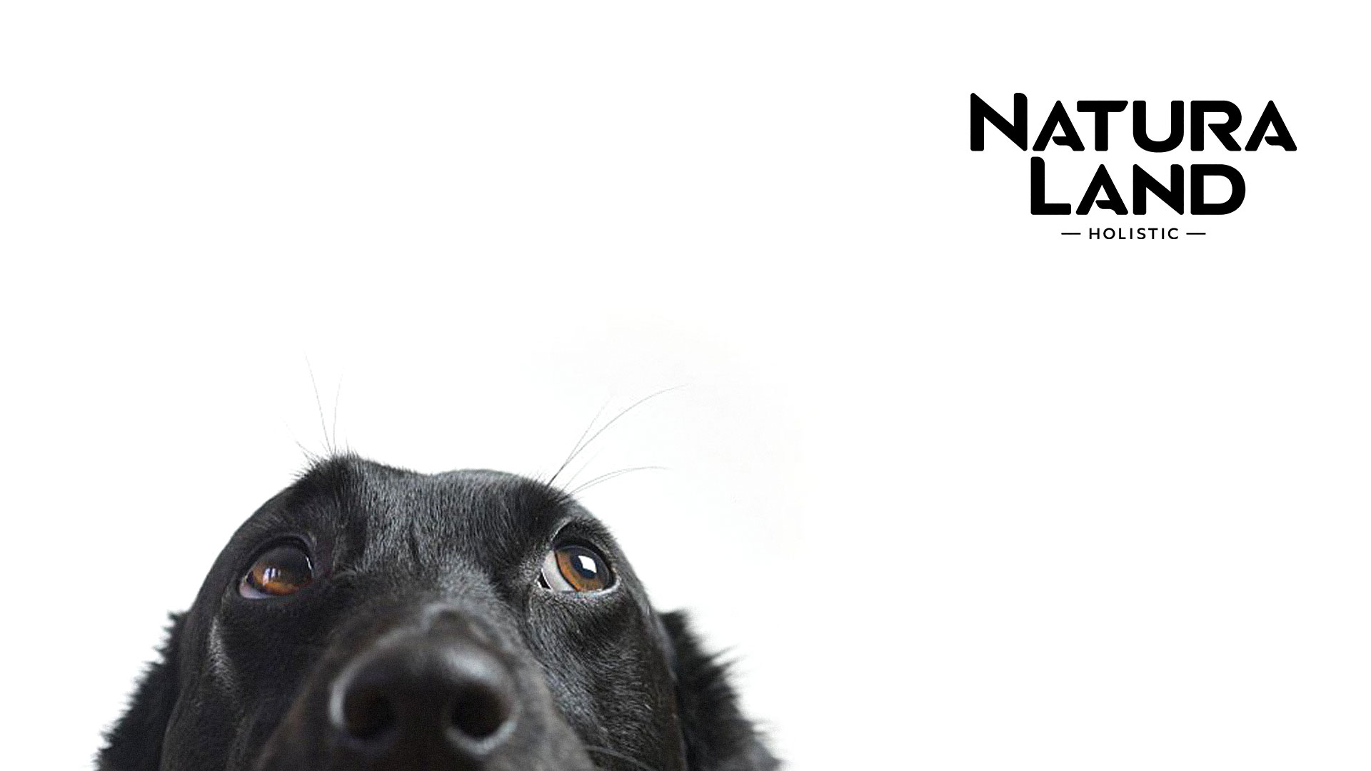 dog-main