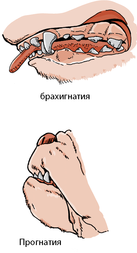 Врожденные и наследственные заболевания пищеварительной системы собак.png Врожденные и наследственные заболевания пищеварительной системы собак.png