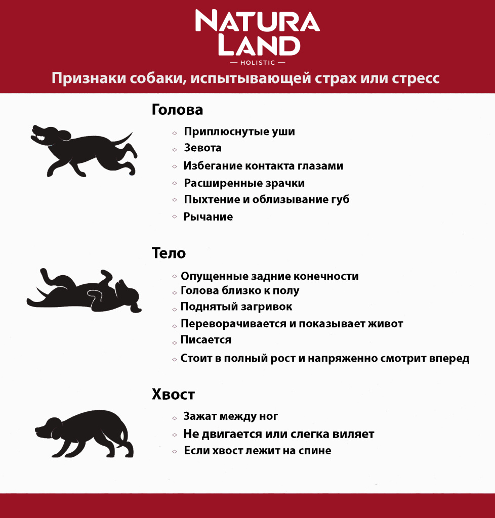 Собаки-Поведение .jpg Собаки-Поведение .jpg