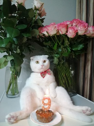 Пуш, 9 лет, шотландец вислоухий