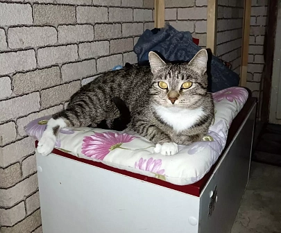 Ася, 6 лет
