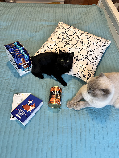 Лаки, 3г, БРИТАНЕЦ, 