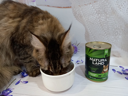 кличка Нацу, 1 год, мейнкун
