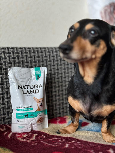 Лора, такса, 6,5 лет