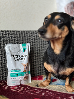 Лора, такса, 6,5 лет