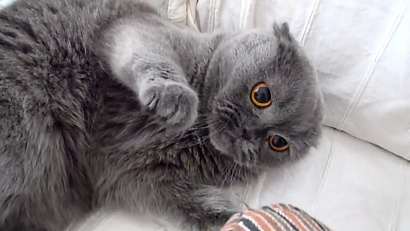 cat