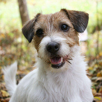 Чаки Блэк Джек рассл терьер 11 лет