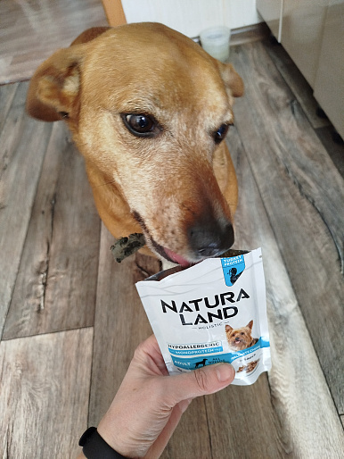 Тотоша 7 лет, безпородный