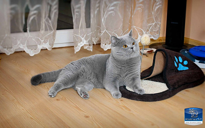 cat