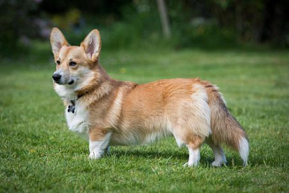 Кира, 3 года, Корги