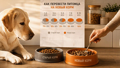 Как перевести кошку или собаку на новый корм за 7 дней