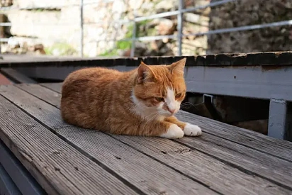 Люсьена, 6 лет