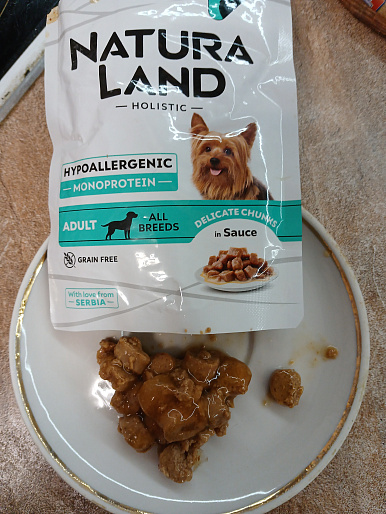 Лапочка, собака, 8 месяцев 