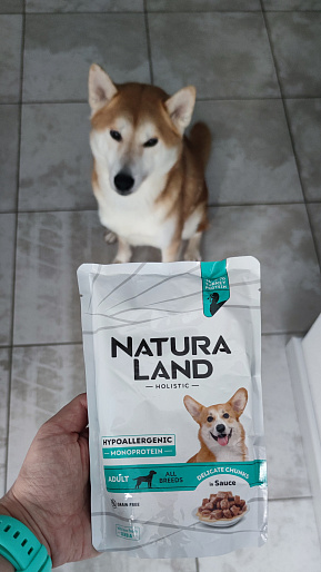 Барни, 3 года, Сиба - Ину 