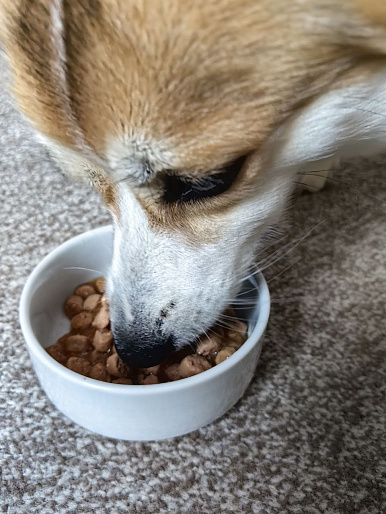 Фокси, корги пемброк, 1,5 года