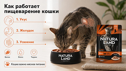 Как устроено пищеварение кошки: от укуса до усвоения питательных веществ