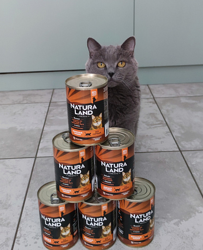 Лилу, 10 лет , Британская 