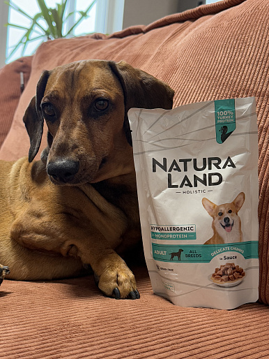 Лукас, 6 лет, такса