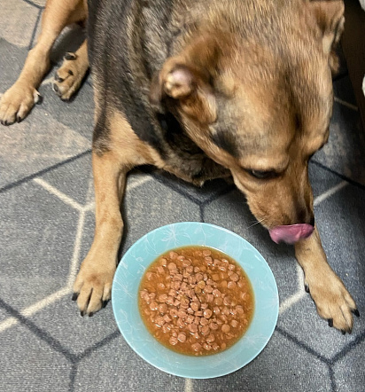 Джессика, 11 лет, метис