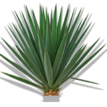 Экстракт Юкки Шидигера