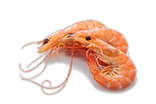 Креветки