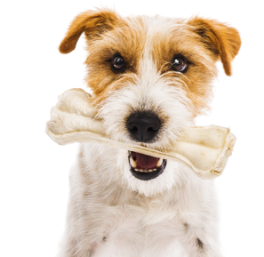 banner-dog