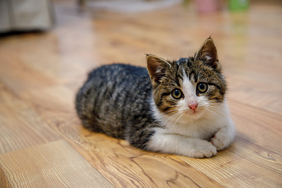 cat