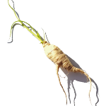 Цикорий